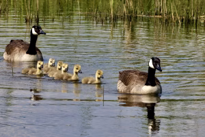 A family of ducks swimming