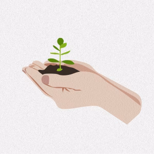 seedling growing in a pair of hands